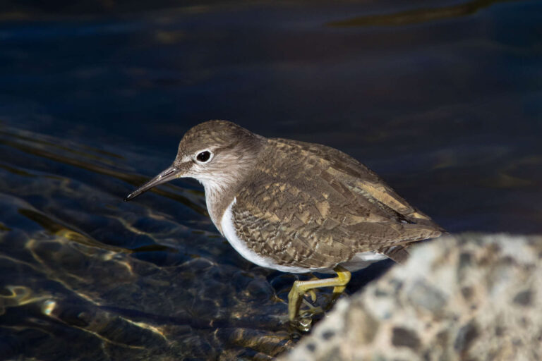 AFボーグ、BORG 71FLで撮影したイソシギの野鳥写真画像