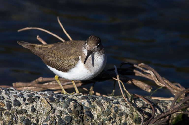 AFボーグ、BORG 71FLで撮影したイソシギの野鳥写真画像