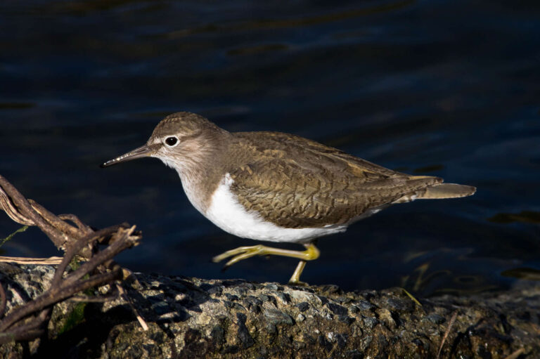 AFボーグ、BORG 71FLで撮影したイソシギの野鳥写真画像