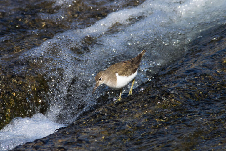 AFボーグ、BORG 71FLで撮影したイソシギの野鳥写真画像