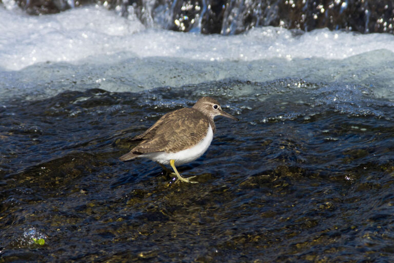AFボーグ、BORG 71FLで撮影したイソシギの野鳥写真画像