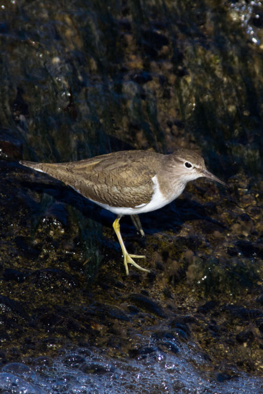 AFボーグ、BORG 71FLで撮影したイソシギの野鳥写真画像