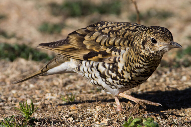 野鳥トラツグミの画像