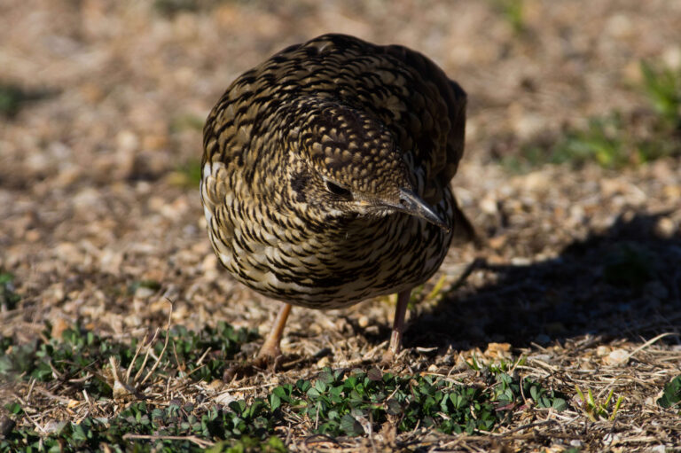 野鳥トラツグミの画像