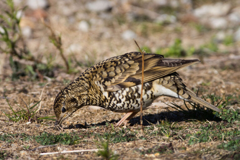 野鳥トラツグミの画像