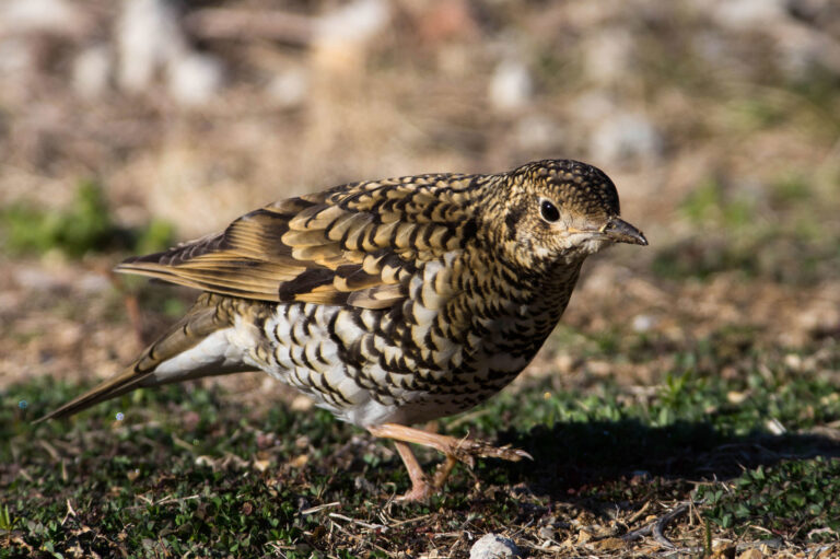 野鳥トラツグミの画像